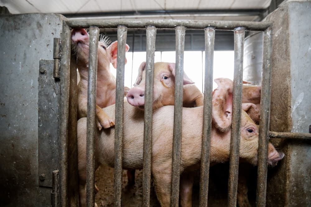 Smugglers turn pigs and cattle into drug mules along Malaysia-Thailand border