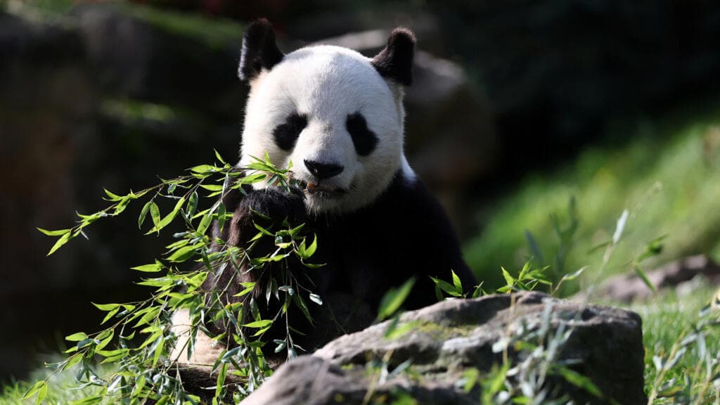 France says goodbye to star pandas going back to China